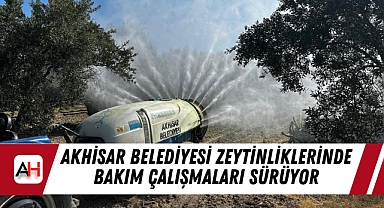 Akhisar Belediyesi Zeytinliklerinde Bakım Çalışmaları Sürüyor