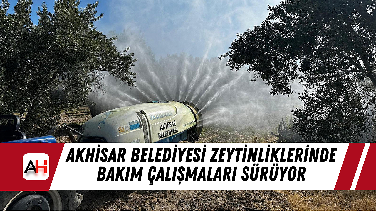 Akhisar Belediyesi Zeytinliklerinde Bakım Çalışmaları Sürüyor