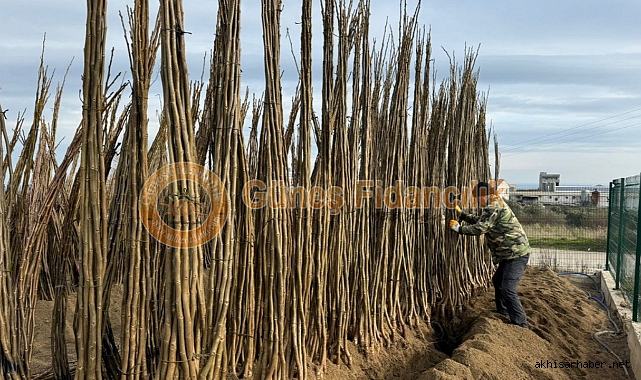 Güneş Fidancılık ile Sağlam Yatırımlar