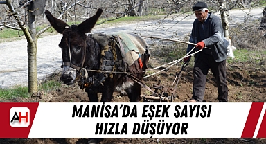 Manisa'da Eşek Sayısı Hızla Düşüyor