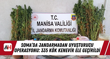 Soma'da Jandarmadan Uyuşturucu Operasyonu: 335 Kök Kenevir Ele Geçirildi