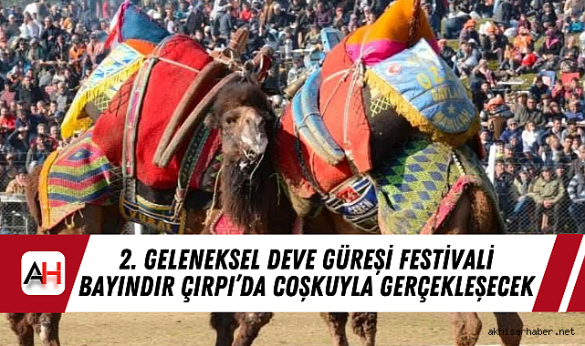 2. Geleneksel Deve Güreşi Festivali Bayındır Çırpı'da Coşkuyla Gerçekleşecek