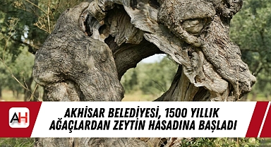 Akhisar Belediyesi, 1500 Yıllık Ağaçlardan Zeytin Hasadına Başladı
