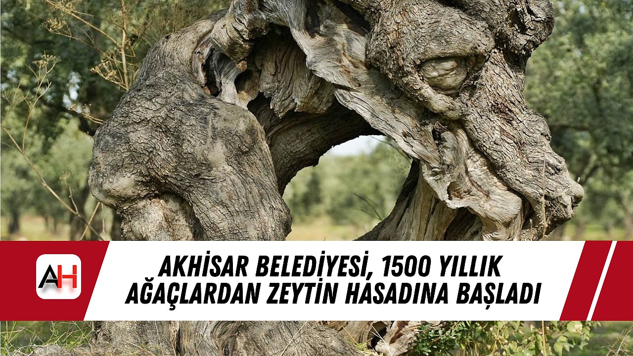 Akhisar Belediyesi, 1500 Yıllık Ağaçlardan Zeytin Hasadına Başladı