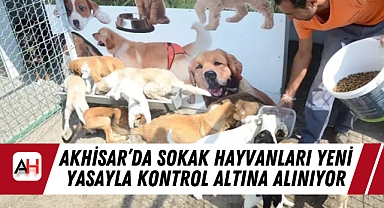 Akhisar'da Sokak Hayvanları Yeni Yasayla Kontrol Altına Alınıyor