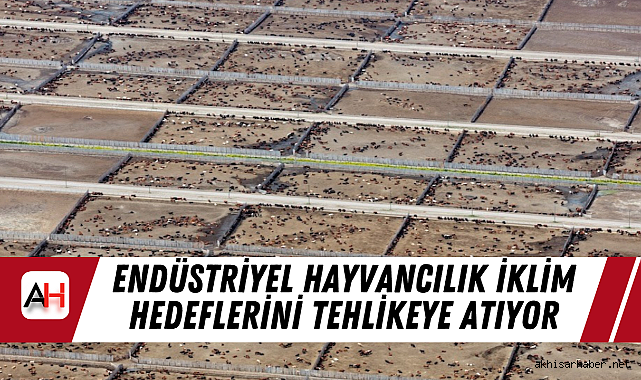 Endüstriyel Hayvancılık İklim Hedeflerini Tehlikeye Atıyor