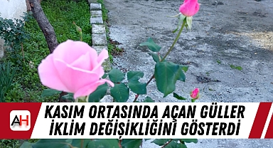 Kasım Ortasında Açan Güller İklim Değişikliğini Gösterdi