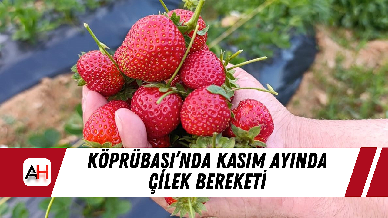 Köprübaşı'nda Kasım Ayında Çilek Bereketi