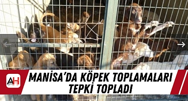 Manisa'da Köpek Toplamaları Tepki Topladı