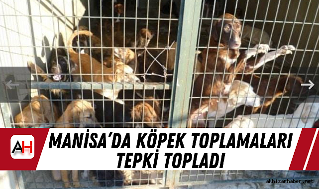 Manisa'da Köpek Toplamaları Tepki Topladı