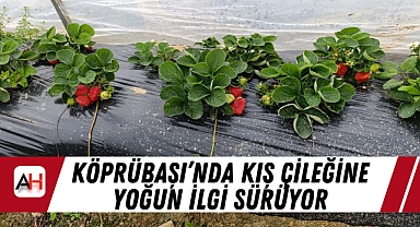 Köprübaşı'nda Kış Çileğine Yoğun İlgi Sürüyor