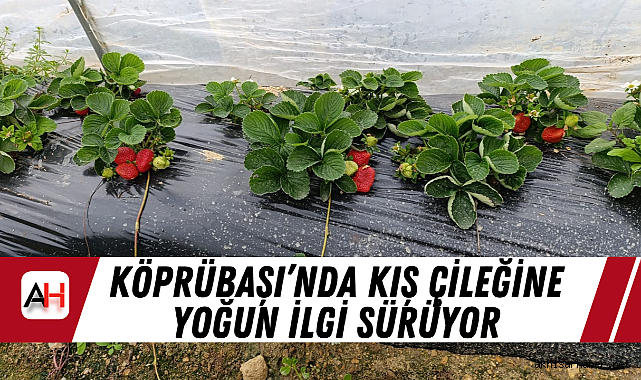 Köprübaşı'nda Kış Çileğine Yoğun İlgi Sürüyor