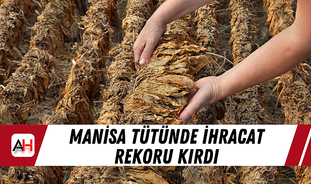 Manisa tütünde ihracat rekoru kırdı