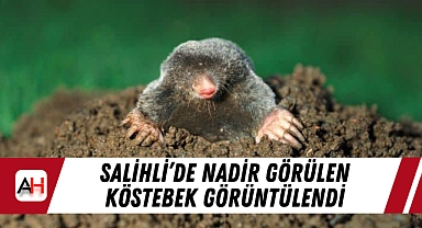Salihli'de Nadir Görülen Köstebek Görüntülendi