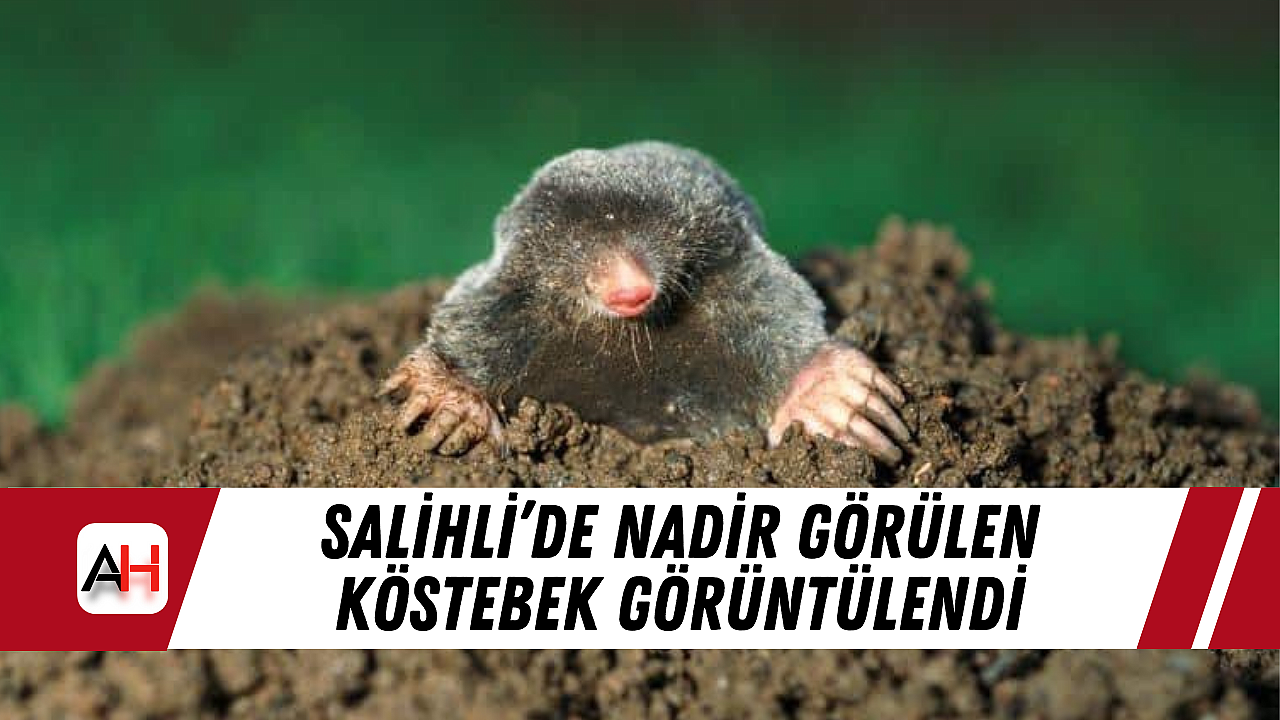 Salihli'de Nadir Görülen Köstebek Görüntülendi
