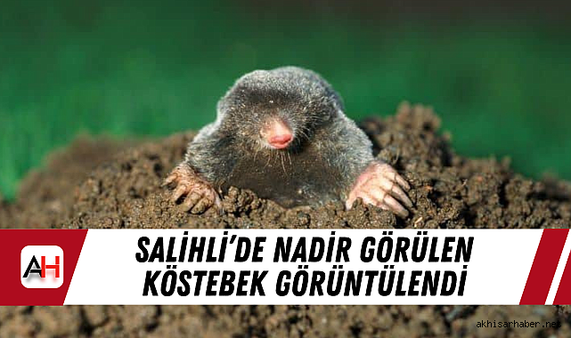 Salihli'de Nadir Görülen Köstebek Görüntülendi