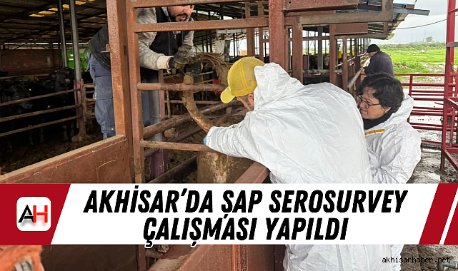 Akhisar'da Şap Serosurvey Çalışması Yapıldı