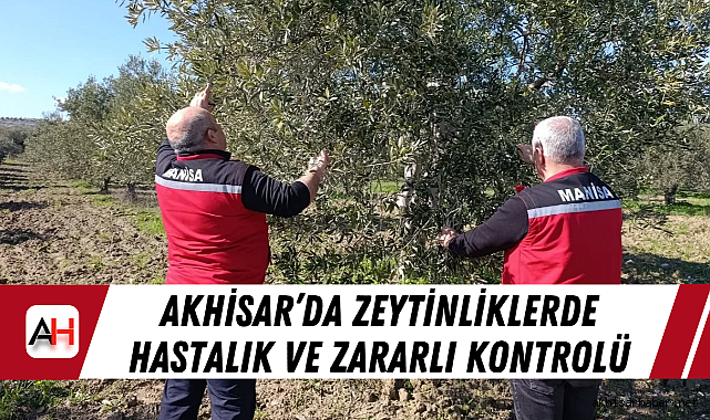Akhisar'da Zeytinliklerde Hastalık ve Zararlı Kontrolü