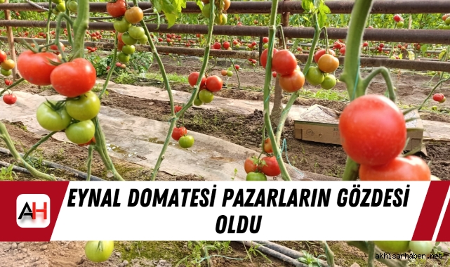 Eynal Domatesi pazarların gözdesi oldu