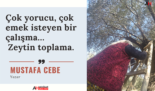 Çok yorucu, çok emek isteyen bir çalışma… Zeytin toplama.