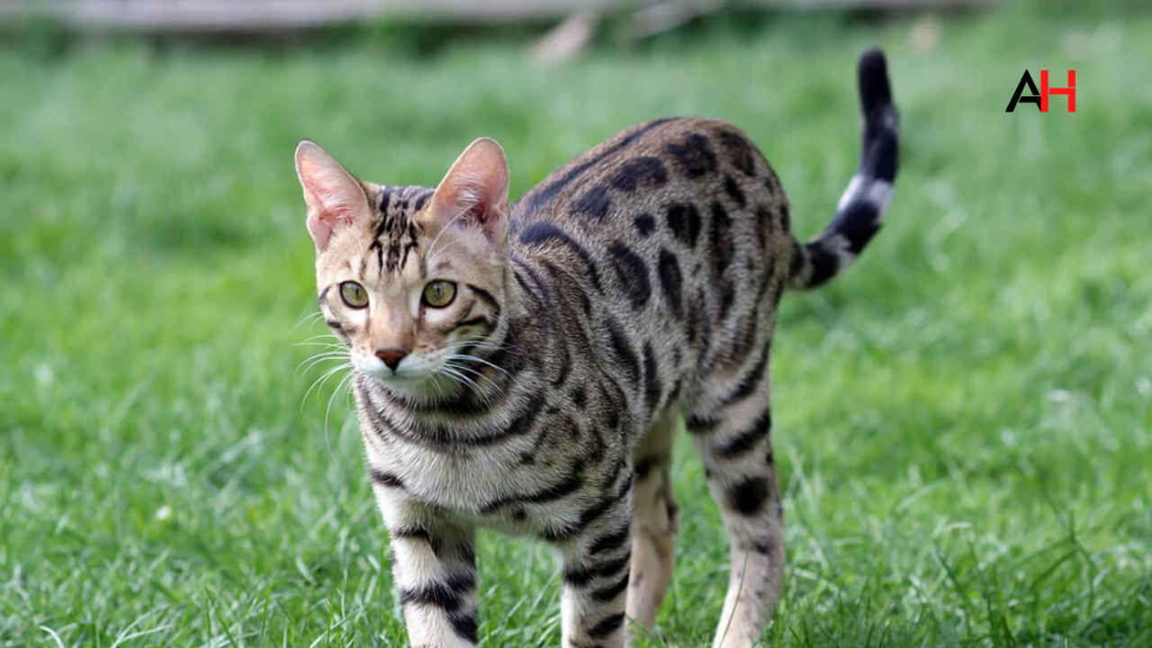 Bengal Kedisi Fiyatları, Bakımı ve Özellikleri
