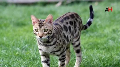 Bengal Kedisi Fiyatları, Bakımı ve Özellikleri