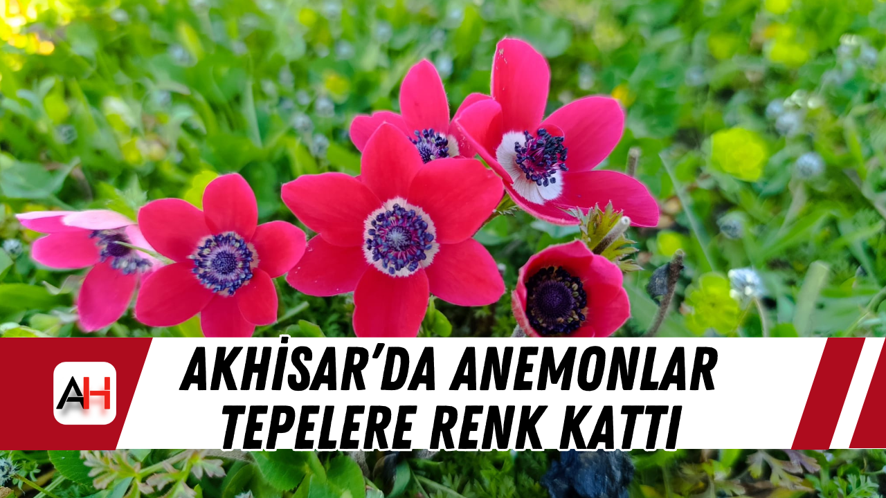 Akhisar’da anemonlar tepelere renk kattı