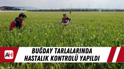 Buğday Tarlalarında Hastalık Kontrolü Yapıldı