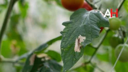 Domates Güvesi ile Nasıl Mücadele Edilir?
