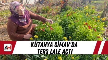 Kütahya Simav’da Ters Lale Açtı