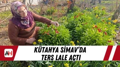 Kütahya Simav’da Ters Lale Açtı