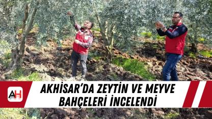 Akhisar’da zeytin ve meyve bahçeleri incelendi