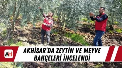 Akhisar’da zeytin ve meyve bahçeleri incelendi