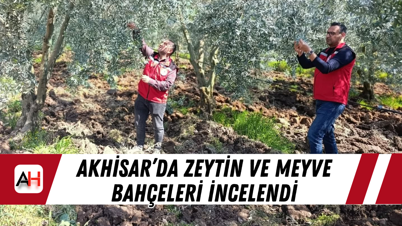Akhisar’da zeytin ve meyve bahçeleri incelendi