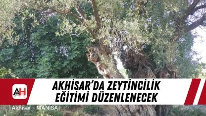 Akhisar’da Zeytincilik Eğitimi Düzenlenecek