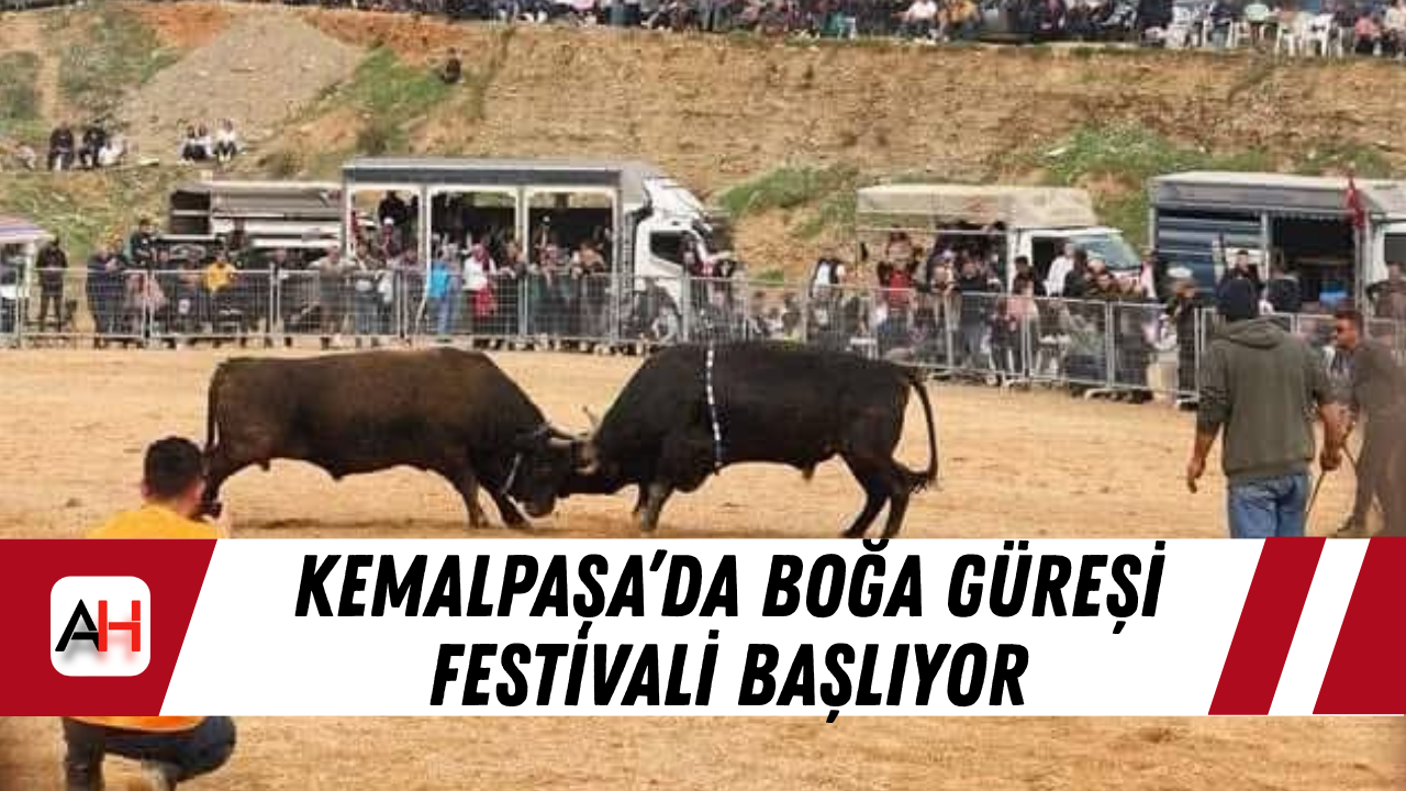Kemalpaşa’da Boğa Güreşi Festivali Başlıyor
