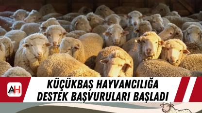 Küçükbaş hayvancılığa destek başvuruları başladı