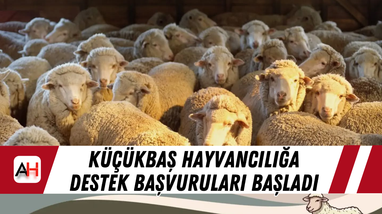 Küçükbaş hayvancılığa destek başvuruları başladı