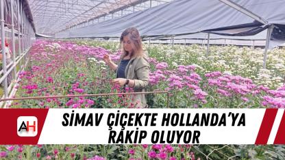 Simav çiçekte Hollanda’ya rakip oluyor