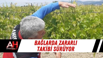 Bağlarda Zararlı Takibi Sürüyor