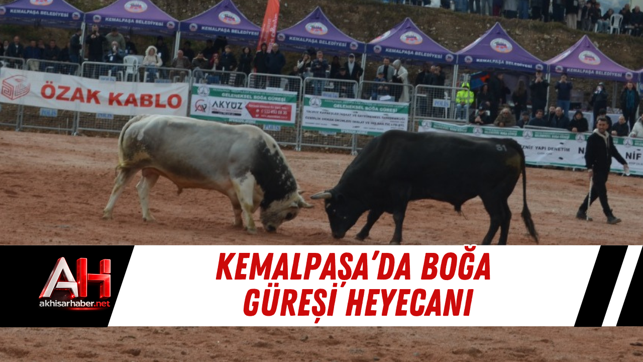 Kemalpaşa’da boğa güreşi heyecanı