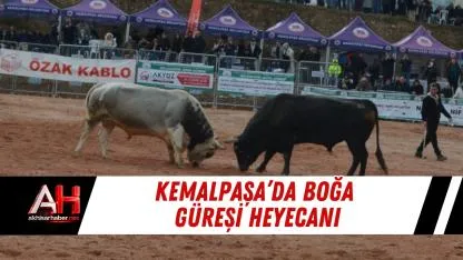 Kemalpaşa’da boğa güreşi heyecanı