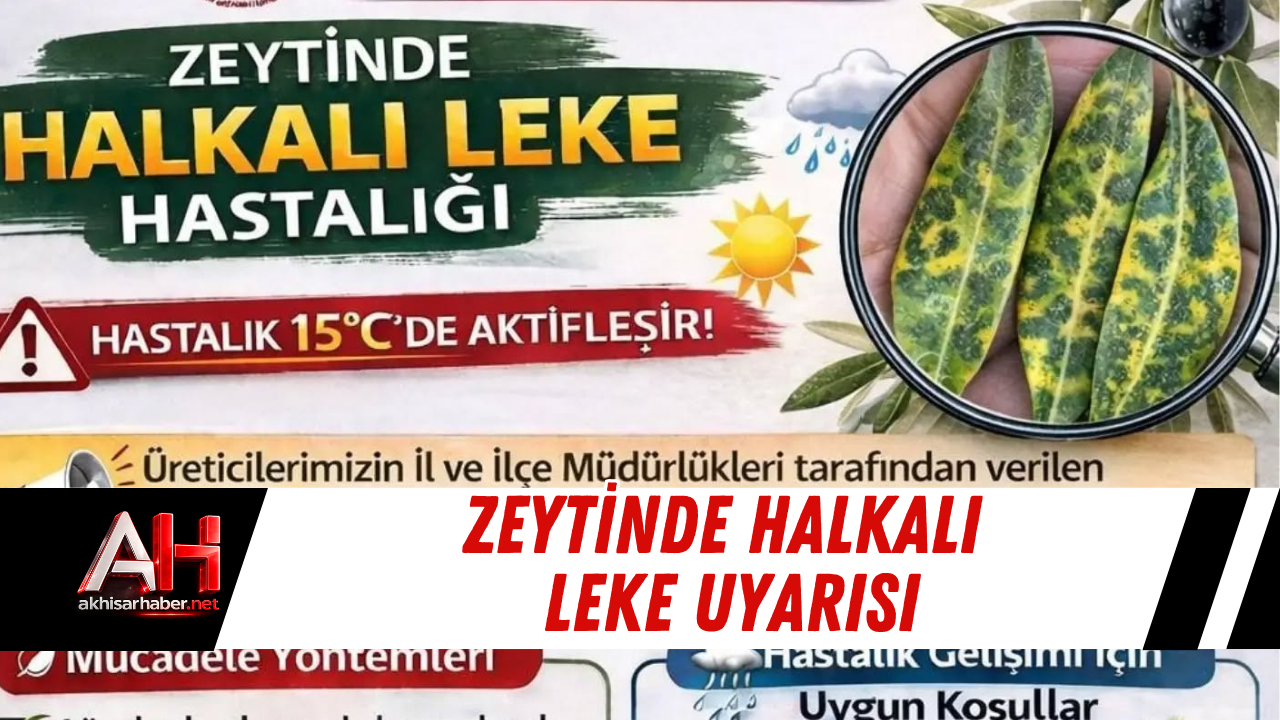 Zeytinde Halkalı Leke Uyarısı