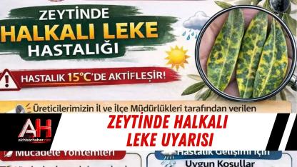 Zeytinde Halkalı Leke Uyarısı