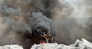 Akhisar'da çöplük yangını ormana sıçradı